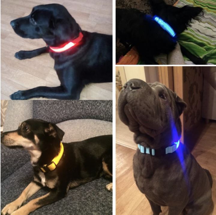 LedCollar™ - Collier à LED rechargeable pour chien - petifis